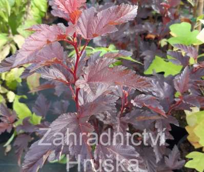 tavola - Physocarpus opulifolius 'Little Angel'
