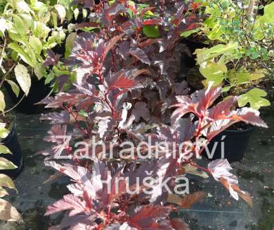 tavola - Physocarpus opulifolius 'Little Angel'