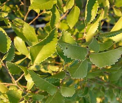 jilm - Ulmus parviflora 'Geisha'.