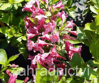 vajgelie - Weigela 'Minuet'