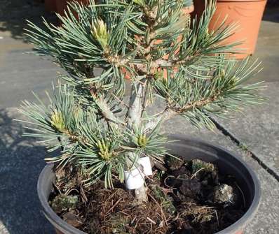 Borovice - Pinus flexilis 'Blackfoot'