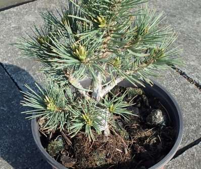 Borovice - Pinus flexilis 'Blackfoot'