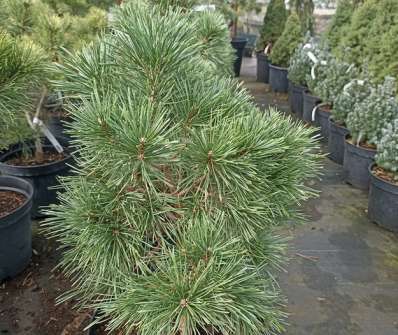Borovice - Pinus sylvestris 'Schuch'