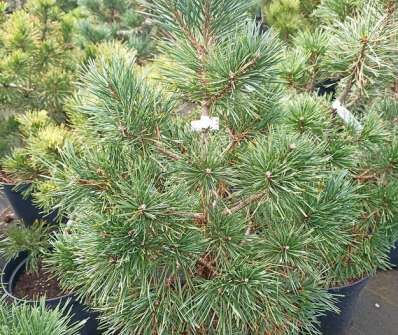 Borovice - Pinus sylvestris 'Schuch'