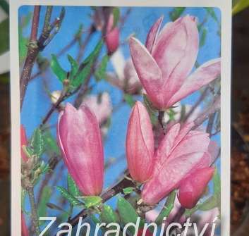 šácholan - Magnolia 'Rickii'