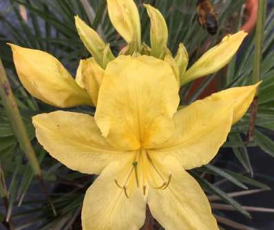 Azalea knaphill 'Luteum'