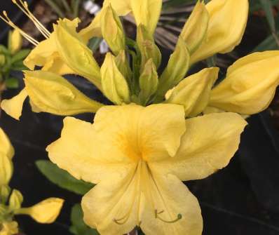Azalea knaphill 'Luteum'