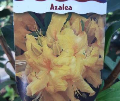 Azalea knaphill 'Anneke'