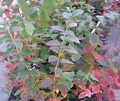 kanadská borůvka - Vaccinium corymbosum