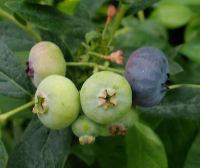 kanadská borůvka - Vaccinium corymbosum