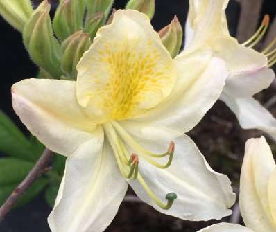 Azalea knaphill 'Daviesii'