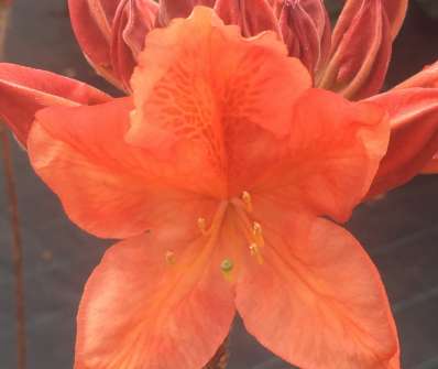 Azalea knaphill 'Koster´s Brilliant Red'