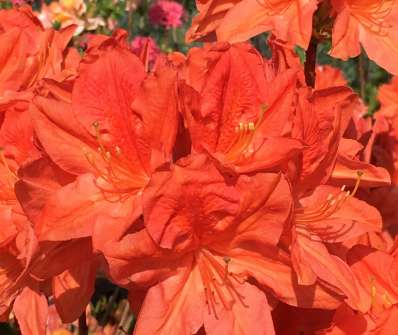 Azalea knaphill 'Koster´s Brilliant Red'