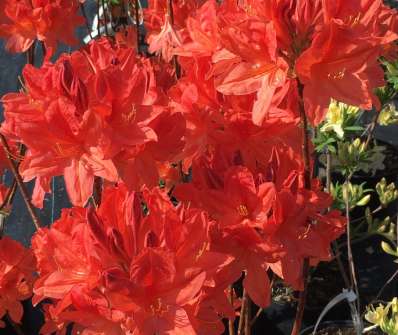 Azalea knaphill 'Koster´s Brilliant Red'