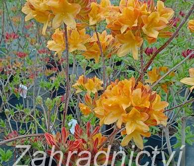 Azalea knaphill 'Gibraltar'