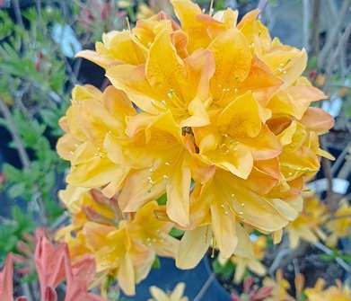 Azalea knaphill 'Gibraltar'
