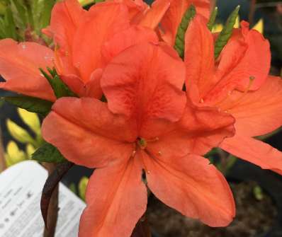 Azalea knaphill 'Spek´s Orange'