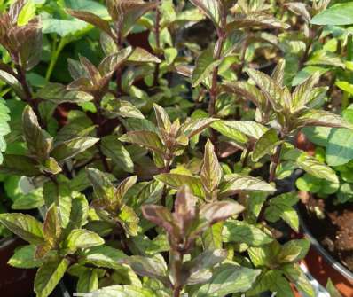 Mentha piperita Citaro
