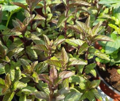 Mentha piperita Citaro