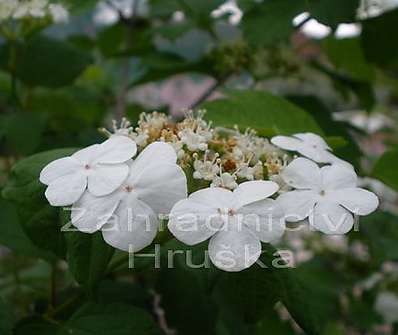 kalina - Viburnum opulus 'Nanum' KM