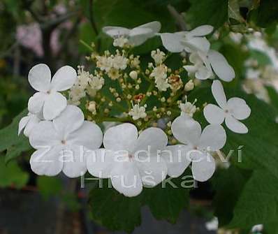 kalina - Viburnum opulus 'Nanum' KM