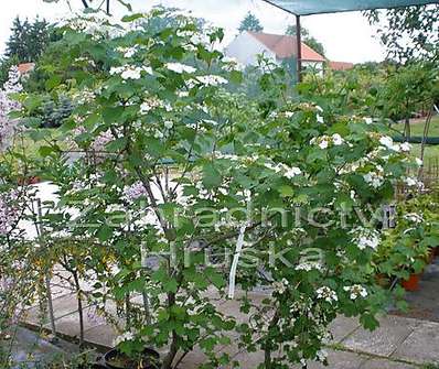 kalina - Viburnum opulus 'Nanum' KM