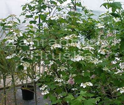 kalina - Viburnum opulus 'Nanum' KM