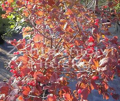 kalina - Viburnum opulus 'Nanum' KM