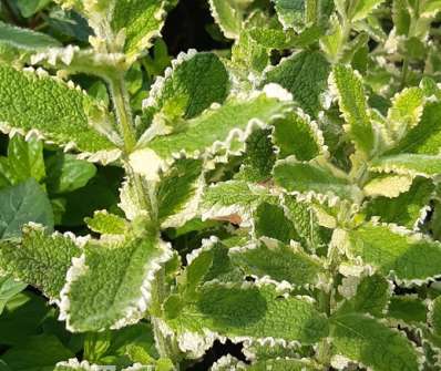 Mentha suaveolens Pinedo