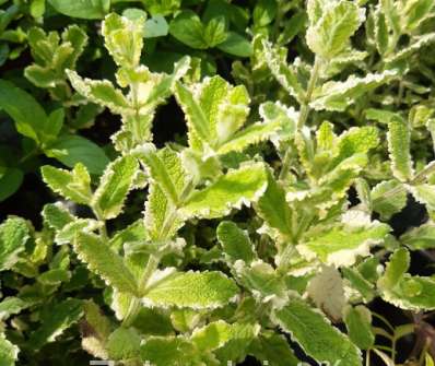 Mentha suaveolens Pinedo