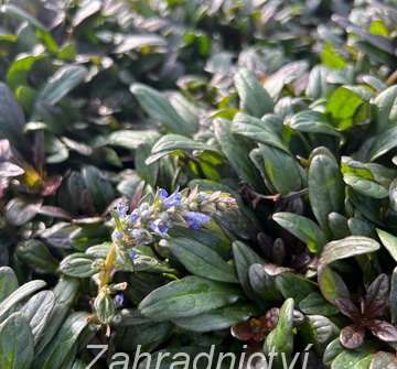 Ajuga reptans Chocolate Chip