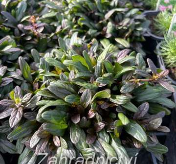 Ajuga reptans Chocolate Chip