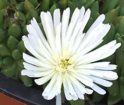 Delosperma congestum Alba