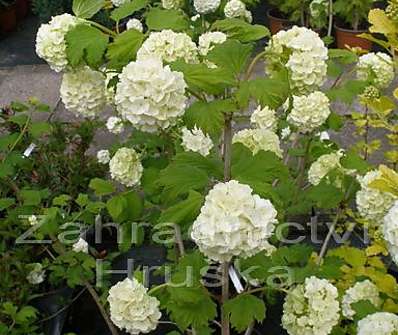 kalina - Viburnum opulus 'Roseum'