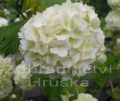 kalina - Viburnum opulus 'Roseum'