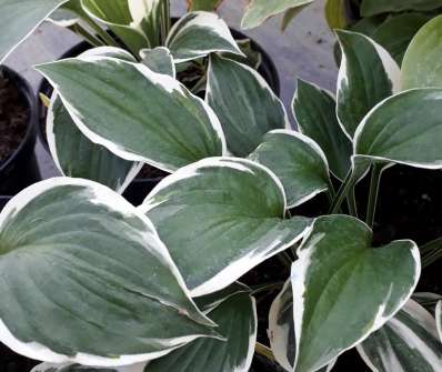 bohyška - Hosta 'Minuteman'