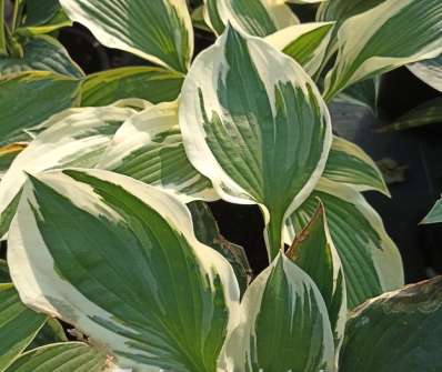 bohyška - Hosta 'Minuteman'