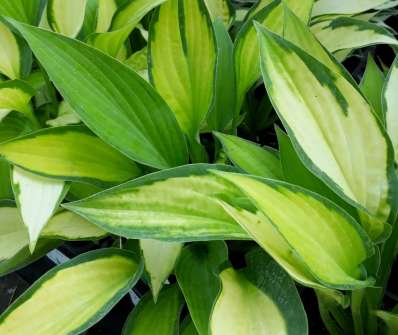 bohyška - Hosta 'Paul´s Glory'