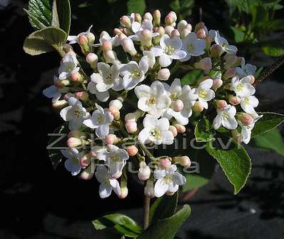 kalina - Viburnum burkwoodii