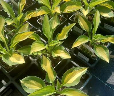 bohyška - Hosta 'Gypsy Rose'