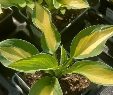 bohyška - Hosta 'Gypsy Rose'