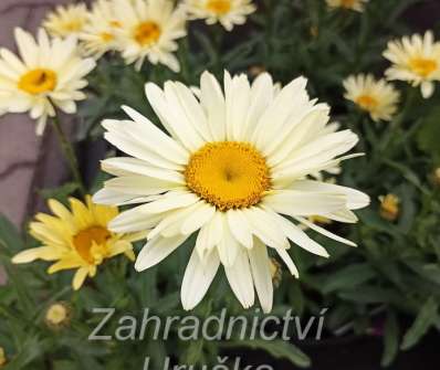 Leucanthemum x superbum Broadway Lights