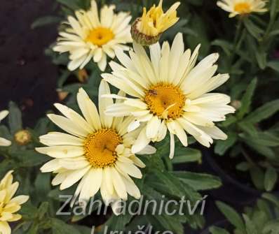 Leucanthemum x superbum Broadway Lights