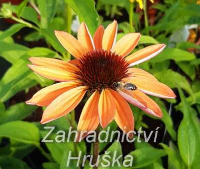 Echinacea purpurea Cheyenne Spirit