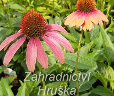 Echinacea purpurea Cheyenne Spirit