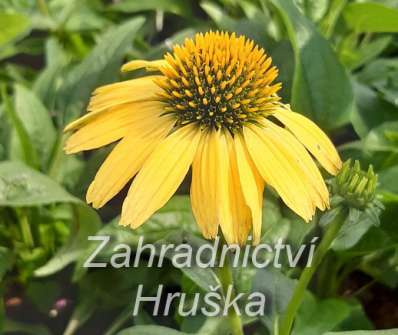 Echinacea purpurea Cheyenne Spirit