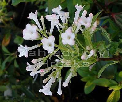 kalina - Viburnum bodnantense 'Dawn'