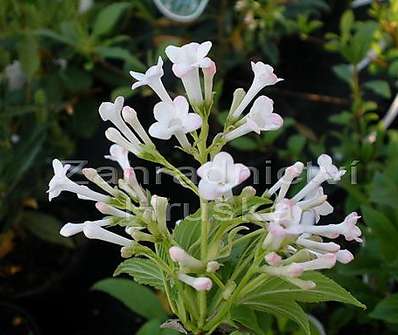 kalina - Viburnum bodnantense 'Dawn'