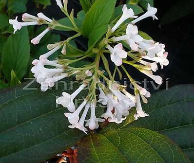 kalina - Viburnum bodnantense 'Dawn'