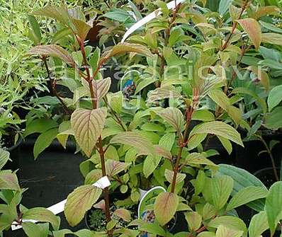 kalina - Viburnum bodnantense 'Dawn'